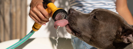 Warum trinkt mein Hund plötzlich so viel Wasser? Sie füllen morgens den Wassernapf wie immer.