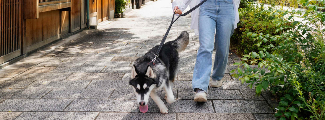 Raus mit dem Hund: