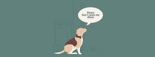 Wenn der Hund alleine bleiben soll. So gewöhnen Sie ihn daran!