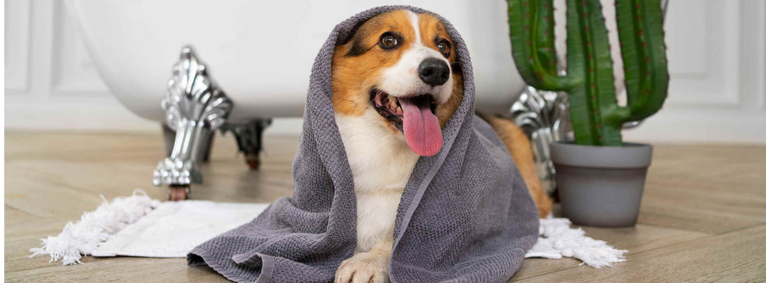 Hundebademantel: Wärme und Komfort für Ihren Hund