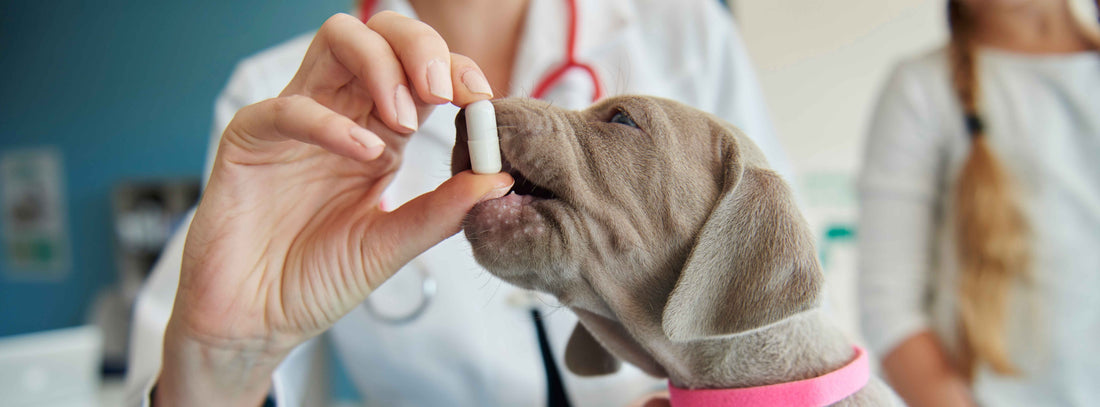 Hundekrankenversicherung: So schützen Sie die Gesundheit Ihres Hundes optimal