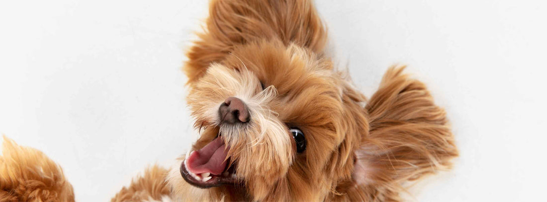 Hund mit Histaminintoleranz: Hier gibt es Lösungen!