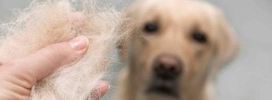 Hundehaare entfernen: für glückliche Hundebesitzer