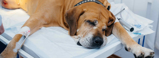 Hundekrankenversicherung  für verantwortungsvolle Hundehalter