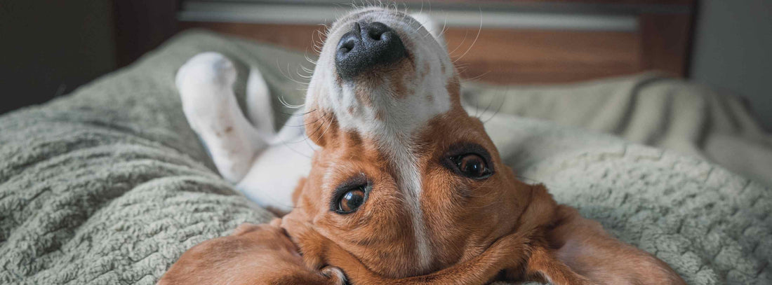 Erkältung beim Hund: Symptome & Behandlung