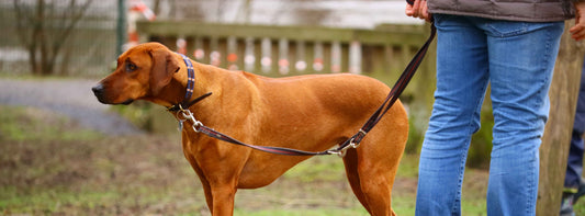 Leinenpflicht Baden Württemberg