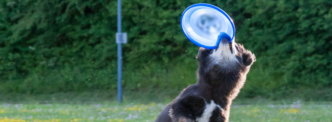 Hund Frisbee