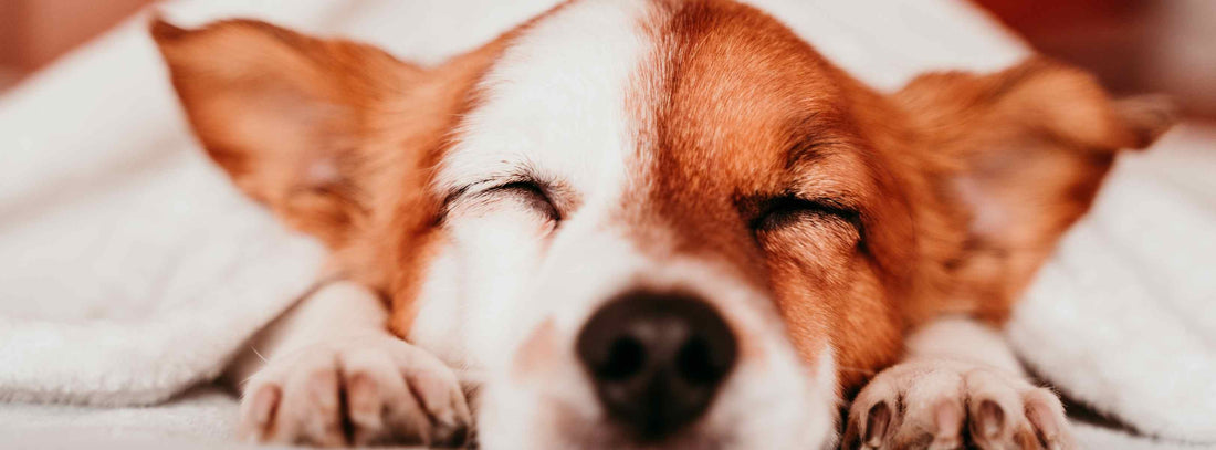 Milben beim Hund: Symptome & Lösungen