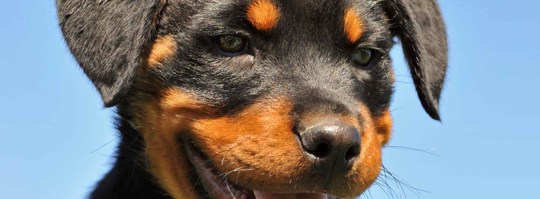 Hund zittert – Das steckt dahinter & was hilft!
