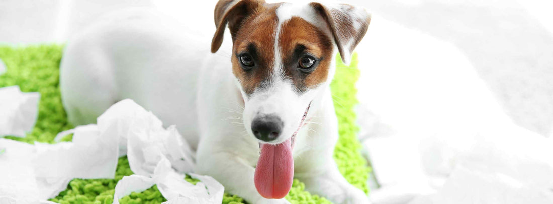 Schnüffelteppich für Ihren Hund