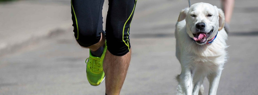 Joggen mit Hund: Ihr Guide