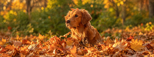 Hund im Herbst: Gut durch Regen, Fellwechsel und dunkle Gassirunden