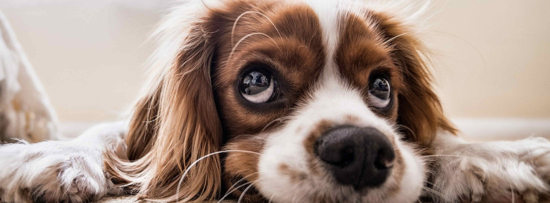 Entspannung für Ihren Hund – weil Ruhe und Nähe das Wertvollste sind!