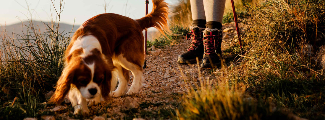 Fährtenarbeit mit Hund– Gemeinsam auf Spurensuche