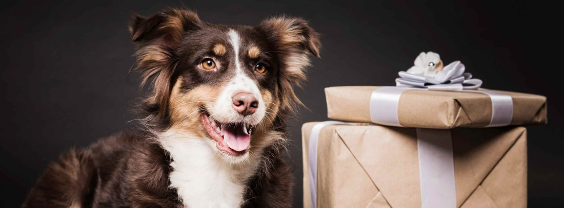 Hund Geschenke auspacken lassen