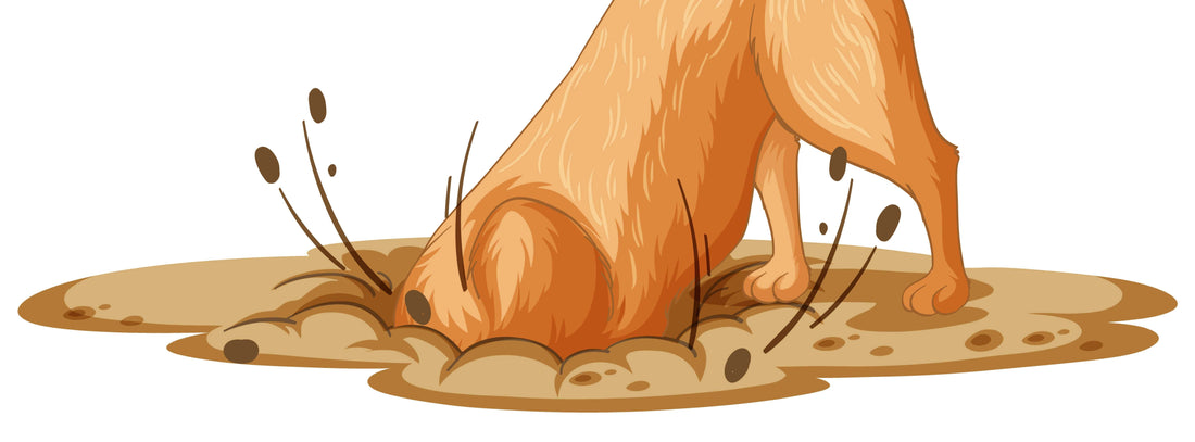 Warum wälzt sich mein Hund im Kot?