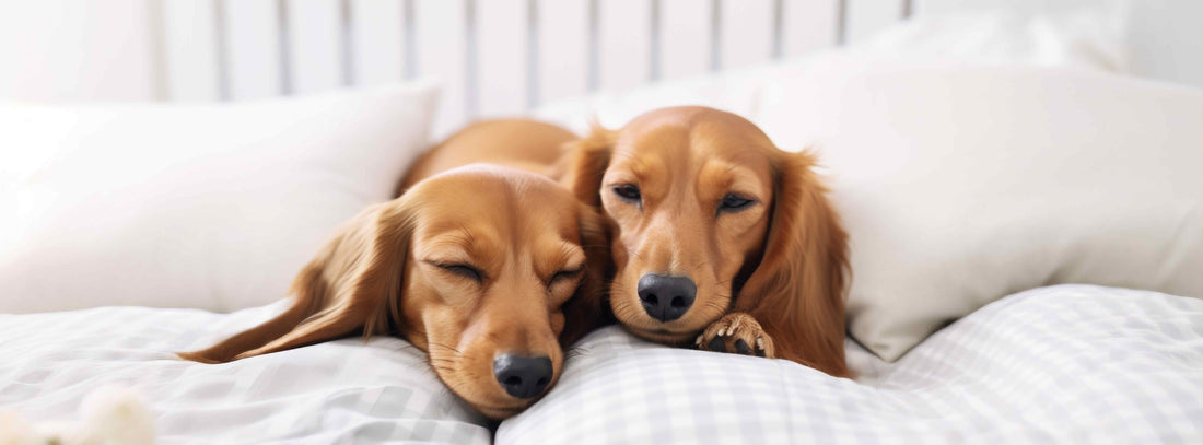 Hund pinkelt ins Bett? Ursachen, Tipps: Hilfe für betroffene Hundebesitzer