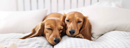 Hund pinkelt ins Bett? Ursachen, Tipps: Hilfe für betroffene Hundebesitzer