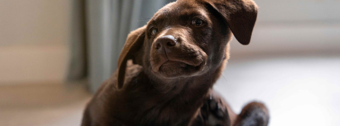 Flohbefall beim Hund? Ursachen  und Flohmittel