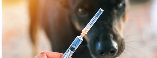 Welche Impfungen braucht ein Hund?