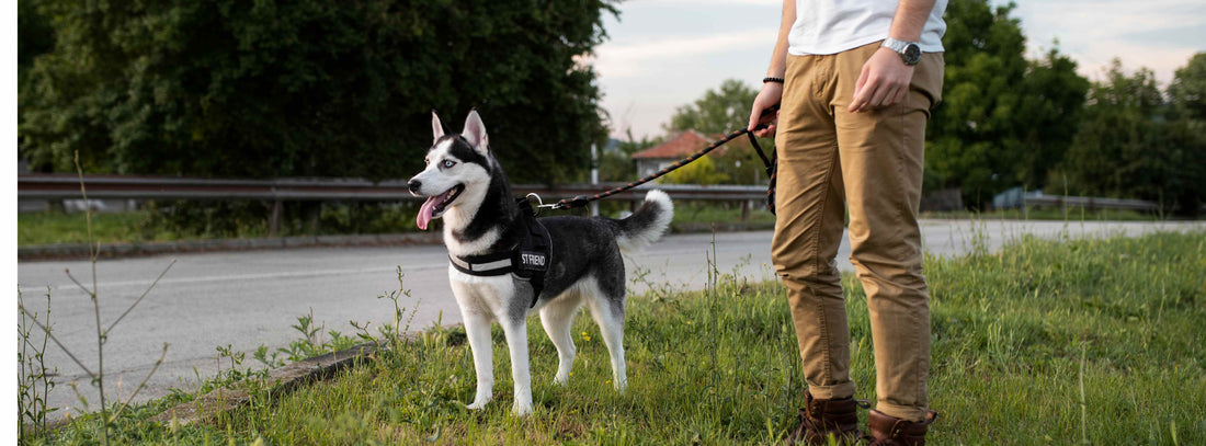 Leinenpflicht Rheinland Pfalz, wo muss ihr Hund anleint sein?
