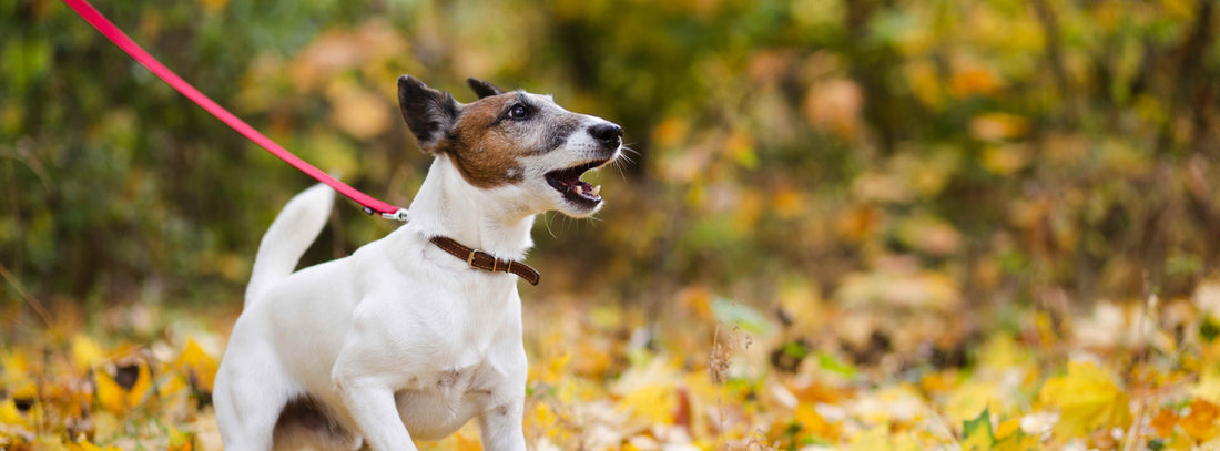 Leinenpflicht Thüringen: Alle Vorschriften für Hundehalter