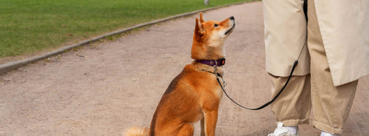 Leinen- und Maulkorbpflicht in Bayern