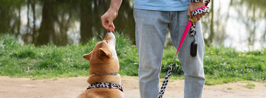 Leinenpflicht Brandenburg