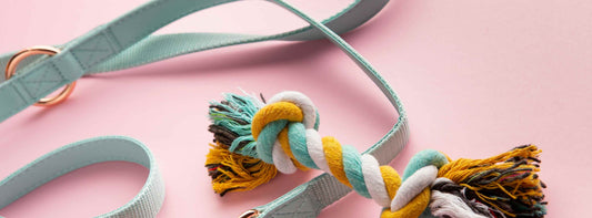 Leinenpflicht in Deutschland – Das müssen Sie wissen