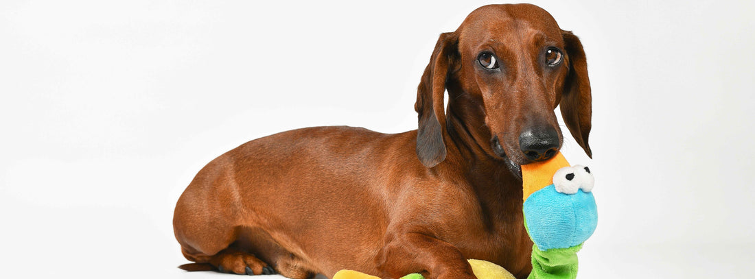 Intelligenzspielzeug Hund Spielzeug