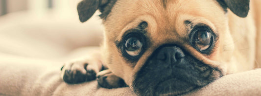 Hundesteuer: Was Sie wissen müssen!