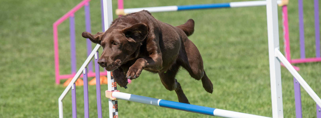 Hunde Ballsportarten Flyball