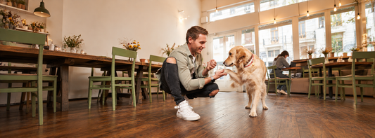 Urlaubsbetreuung für Hunde Wer kennt Ihren Hund, wenn Sie nicht da sind?