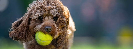 Tennisbälle für Hunde – Warum spezielle Modelle die bessere Wahl sind