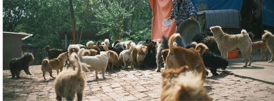 Hunde im Tierschutzheim - sie verdienen eine zweite Chance. 