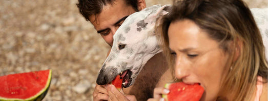 Wassermelone für Hunde: Gesunder Snack oder unterschätztes Risiko?
