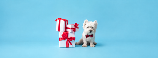 Ihr Hund darf auch ein Geschenk auspacken.  Ein Intelligenzspiel