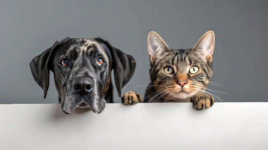 Unterschied zwischen Hunden und anderen Tieren erkennen?  eddy-shop.de
