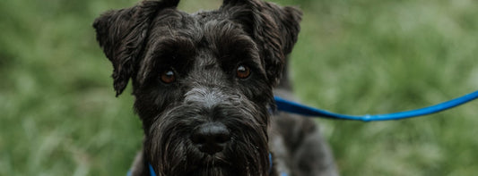 Hundehalsband oder Geschirr ? Das ist hier die Frage ?