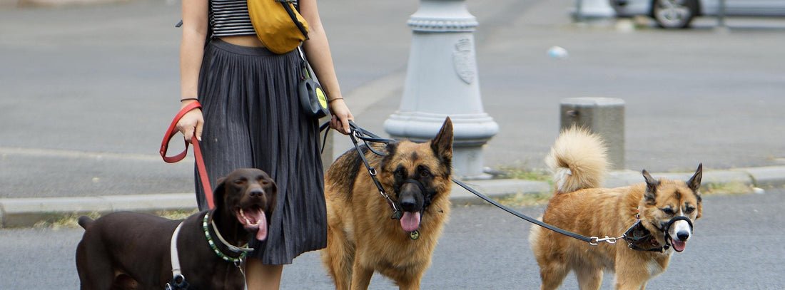 DogWalker ein Ratgeberartikel im eddy-shop.de