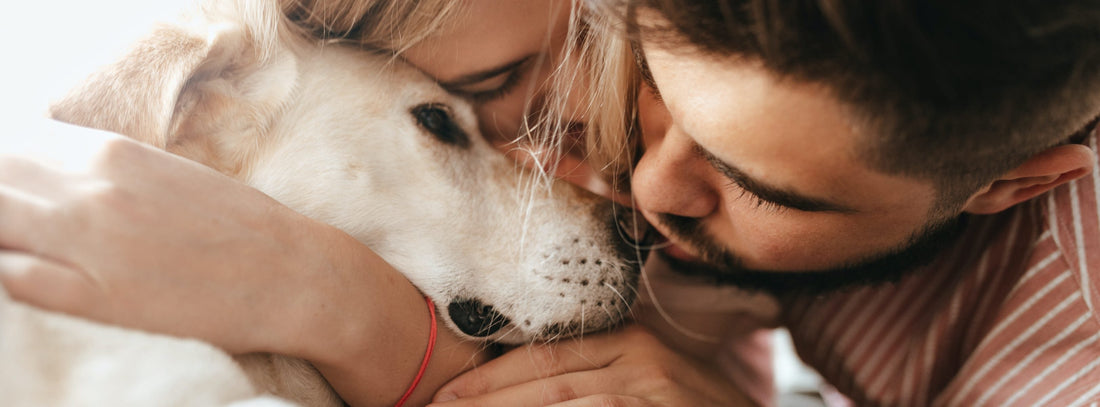 Erkennt mein Hund mich wirklich? Oder entscheidet er sich manchmal gegen Sie?