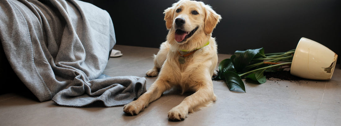 Hund allein zu Hause lassen.   Warum viele Hunde nicht „nicht können“, sondern nie gelernt haben