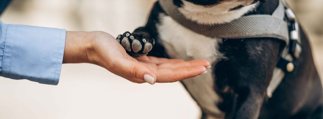 Benimmregeln für Hunde 