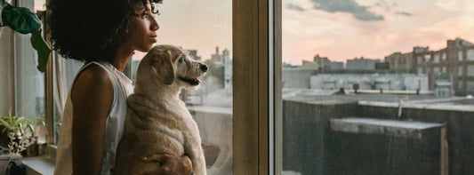 Hund in der Wohnung: Tipps für Sauberkeit