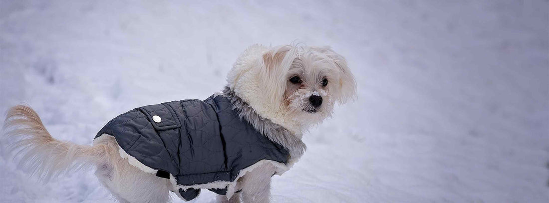 kleiner Hund im Winter mit Mantel
