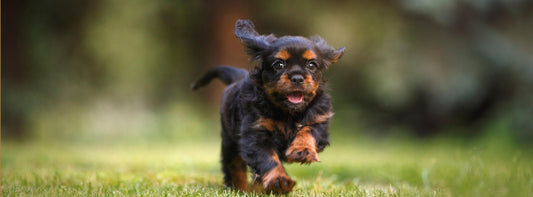 Jagdverhalten beim Hund: verstehen, steuern & sinnvoll umlenken