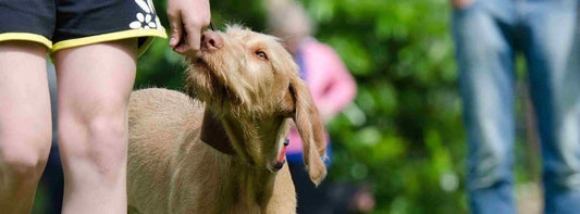 Hundeschule: Der richtige Weg zur guten Erziehung