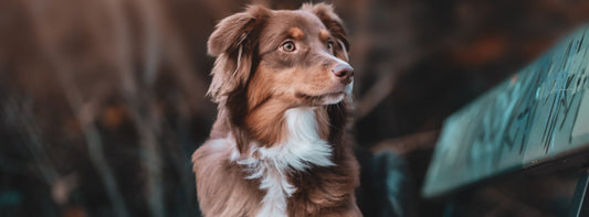 Scheinschwangerschaft beim Hund. Symptome erkennen, richtig handeln und Ihrer Hündin fair durch die Scheinträchtigkeit helfen!