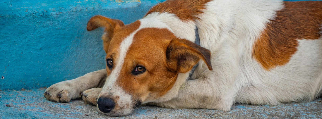 Angstlicher Hund Ursachen Signale & 7 Schritte