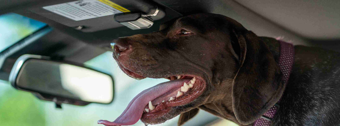 Ratgeber Text: Hund im Auto, bei Hitze tödlich